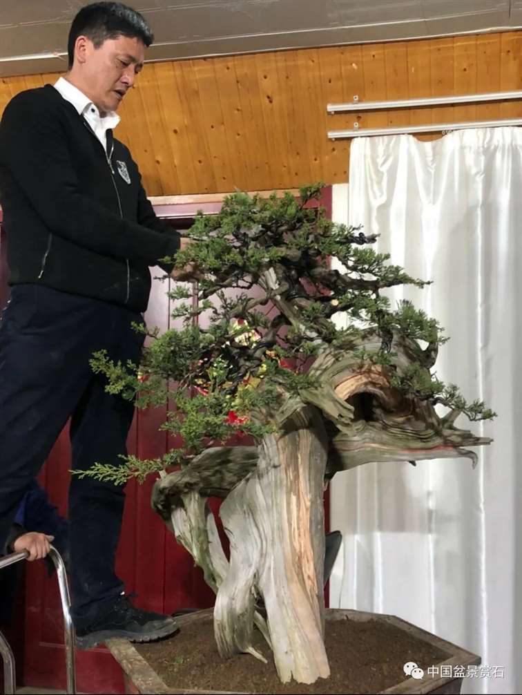图解 樊顺利怎么创作刺柏盆景的15个过程