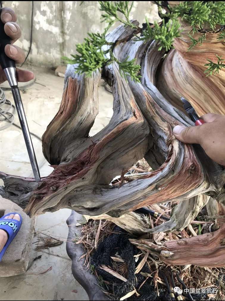 图解 樊顺利怎么创作刺柏盆景的15个过程