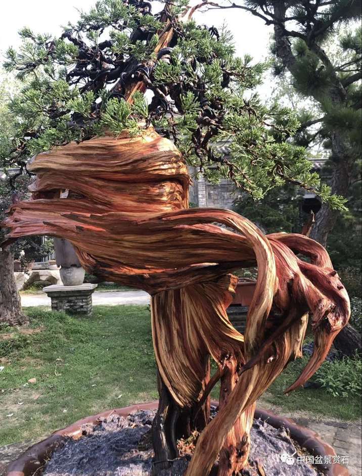 图解 樊顺利怎么创作刺柏盆景的15个过程