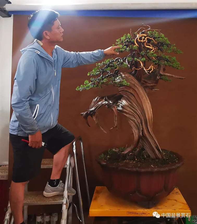 图解 樊顺利怎么创作刺柏盆景的15个过程