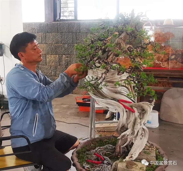 图解 樊顺利怎么创作刺柏盆景的15个过程