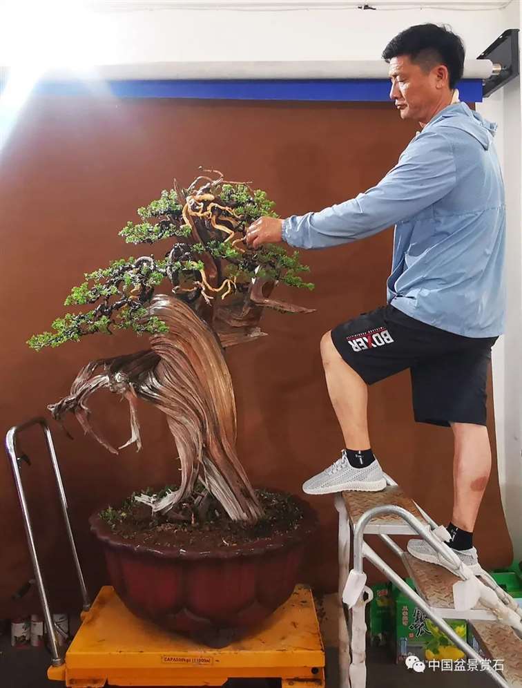 图解 樊顺利怎么创作刺柏盆景的15个过程