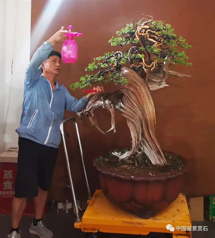 图解 樊顺利怎么创作刺柏盆景的15个过程