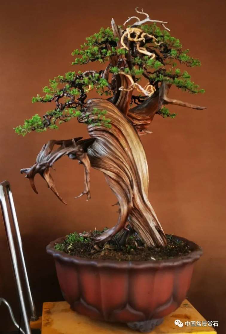 图解 樊顺利怎么创作刺柏盆景的15个过程