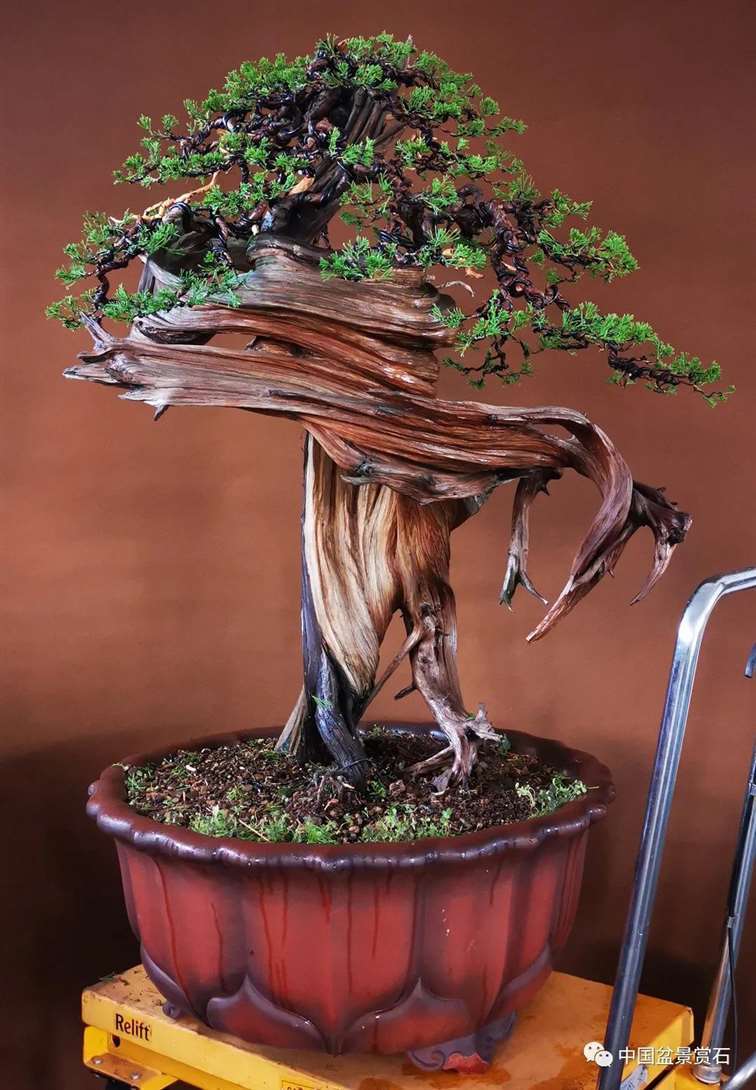 图解 樊顺利怎么创作刺柏盆景的15个过程