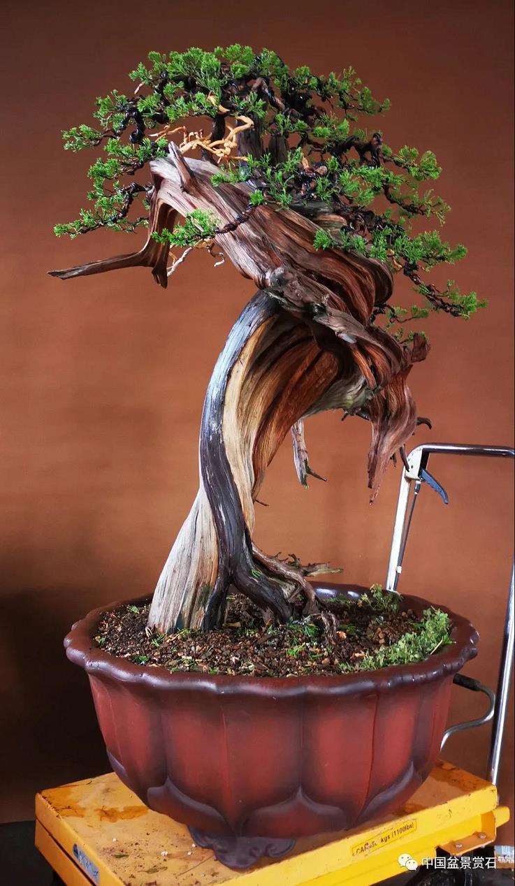 图解 樊顺利怎么创作刺柏盆景的15个过程