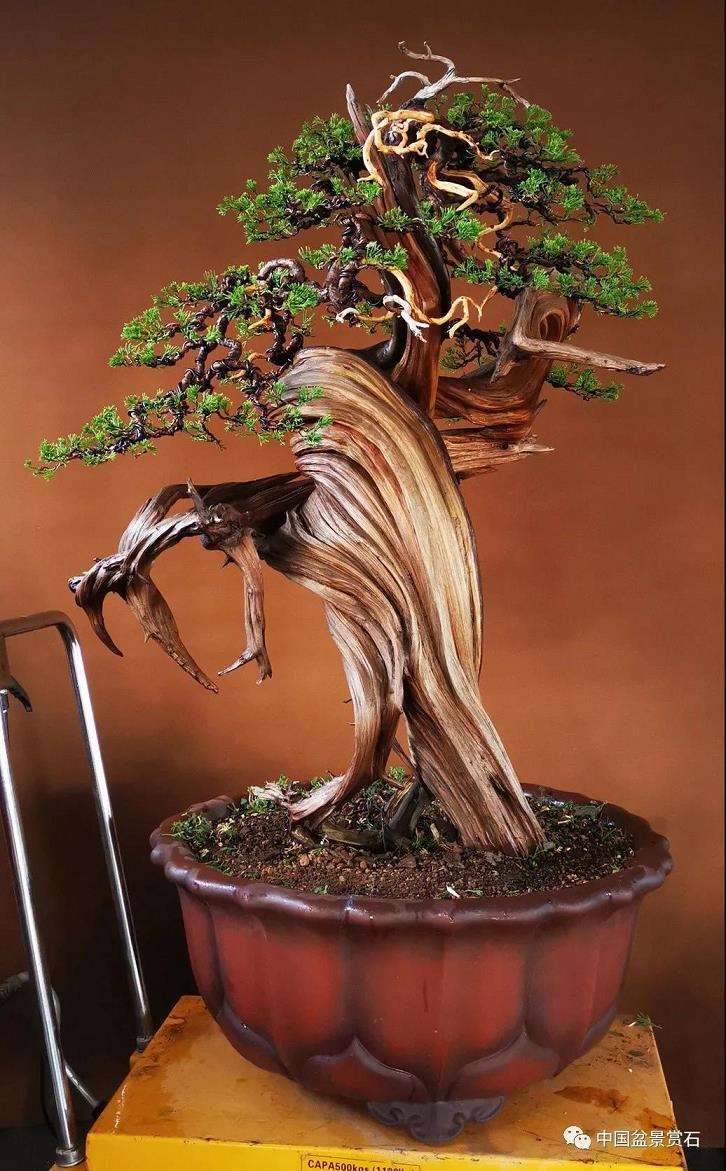 图解 樊顺利怎么创作刺柏盆景的15个过程