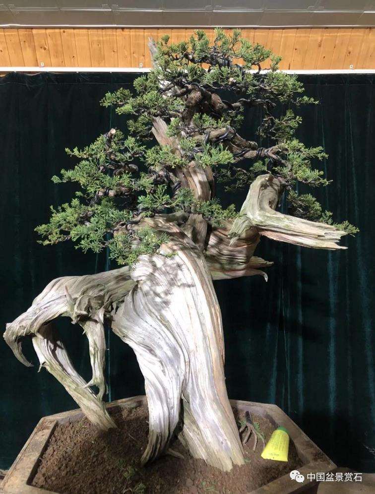 图解 樊顺利怎么创作刺柏盆景的15个过程