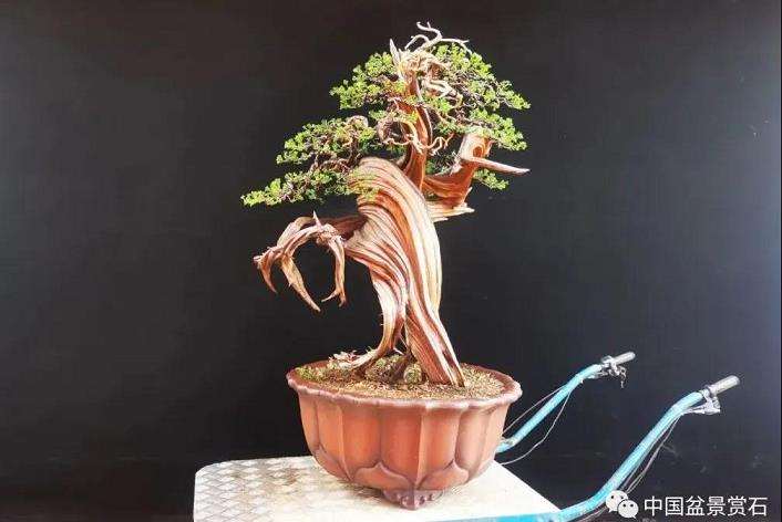 图解 樊顺利怎么创作刺柏盆景的15个过程