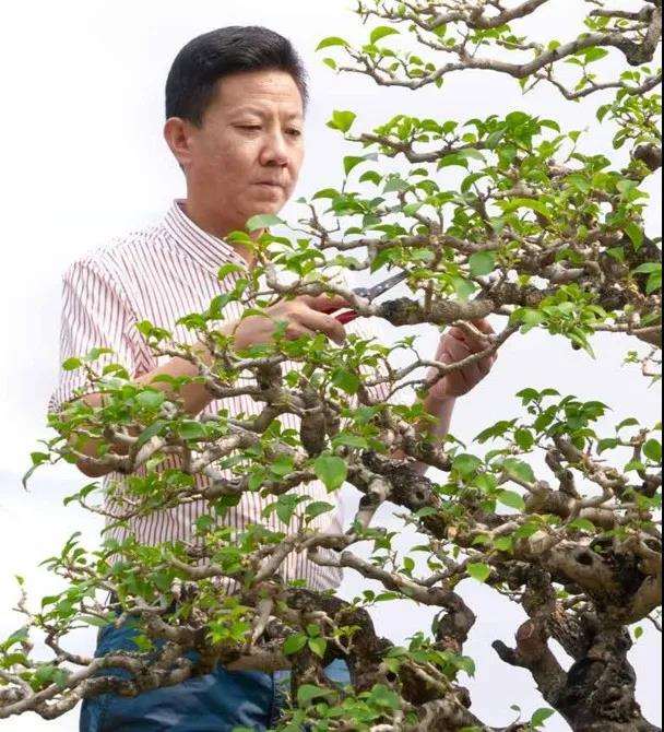 图解 对节白蜡盆景怎么制作成风动式