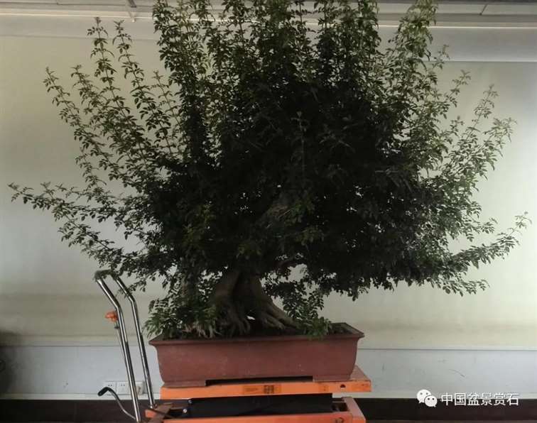 图解 对节白蜡盆景怎么制作成风动式