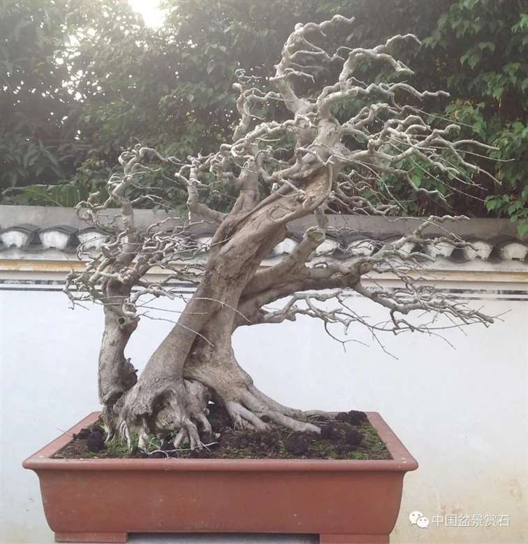 图解 对节白蜡盆景怎么制作成风动式