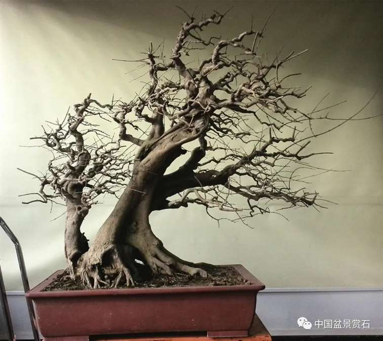 图解 对节白蜡盆景怎么制作成风动式