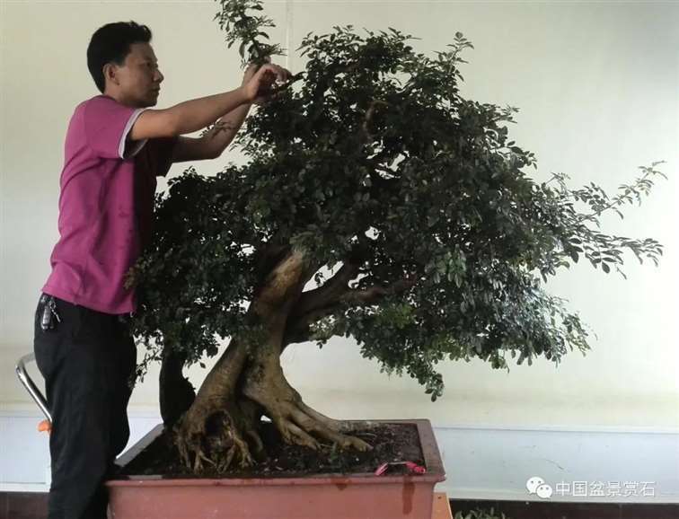 图解 对节白蜡盆景怎么制作成风动式