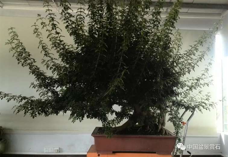 图解 对节白蜡盆景怎么制作成风动式