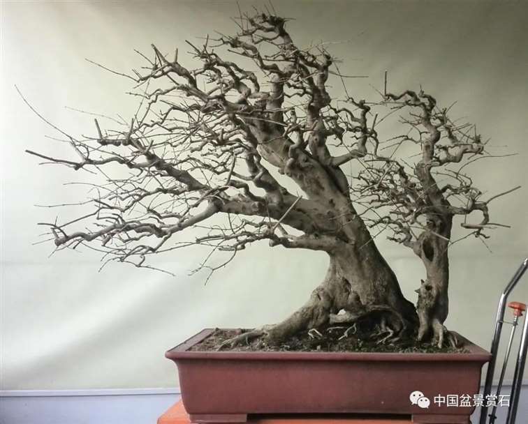 图解 对节白蜡盆景怎么制作成风动式