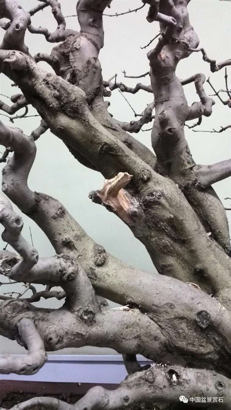 图解 对节白蜡盆景怎么制作成风动式