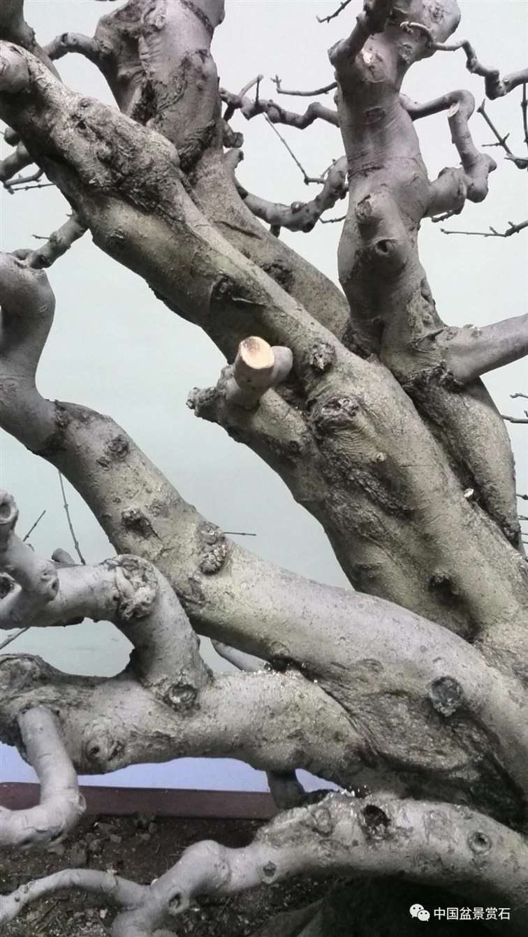 图解 对节白蜡盆景怎么制作成风动式