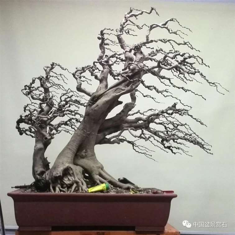 图解 对节白蜡盆景怎么制作成风动式