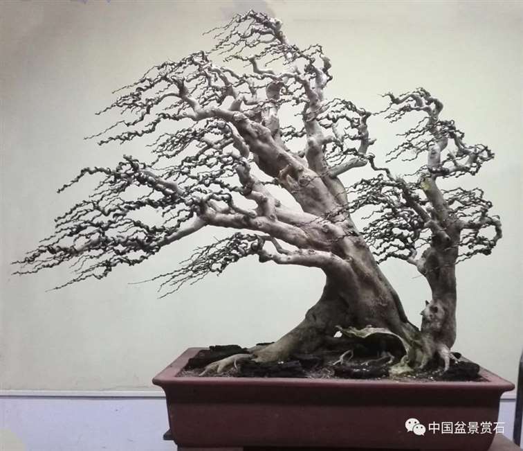 图解 对节白蜡盆景怎么制作成风动式