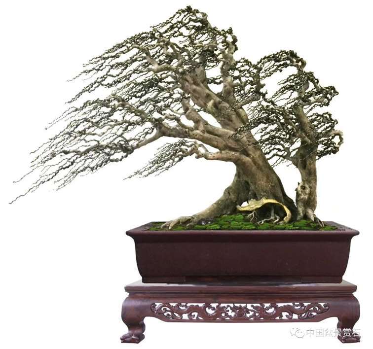 图解 对节白蜡盆景怎么制作成风动式