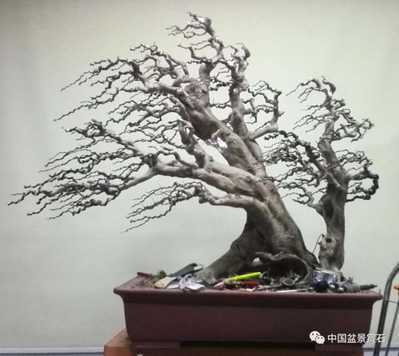 图解 对节白蜡盆景怎么制作成风动式