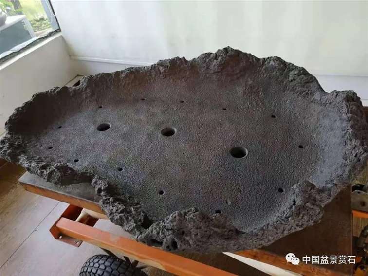 图解 对节白蜡盆景怎么制作成风动式