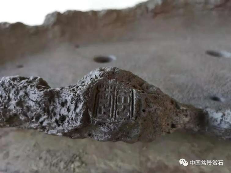 图解 对节白蜡盆景怎么制作成风动式