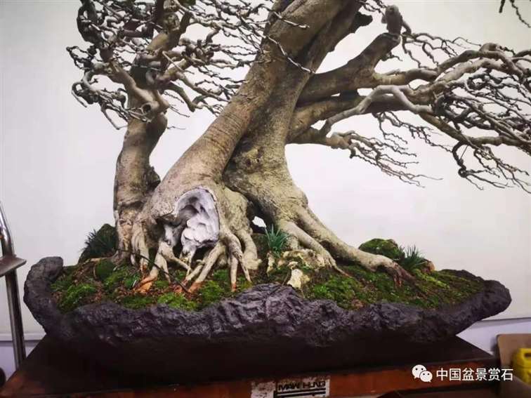 图解 对节白蜡盆景怎么制作成风动式