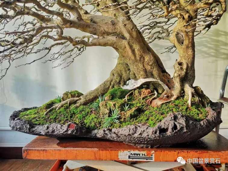 图解 对节白蜡盆景怎么制作成风动式