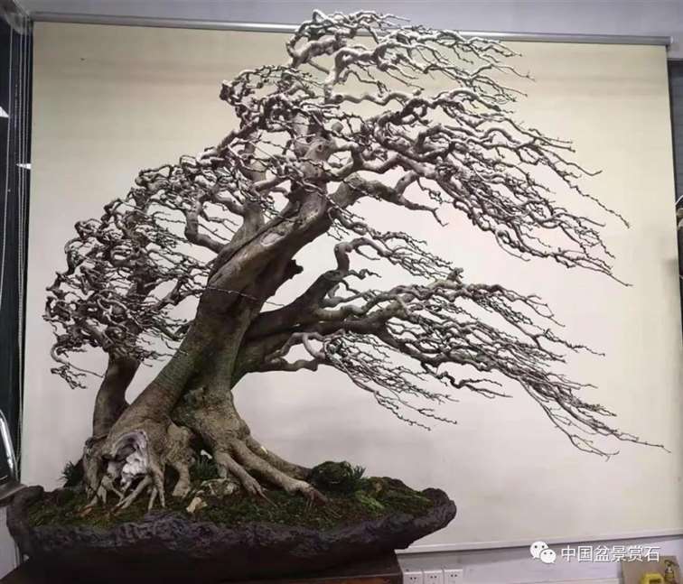 图解 对节白蜡盆景怎么制作成风动式