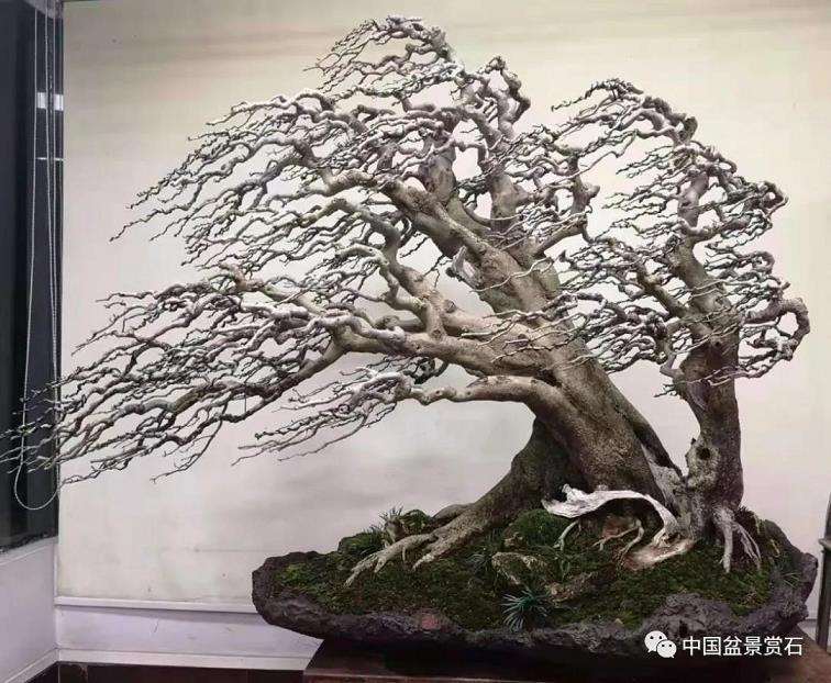 图解 对节白蜡盆景怎么制作成风动式