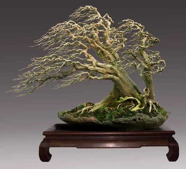 图解 对节白蜡盆景怎么制作成风动式