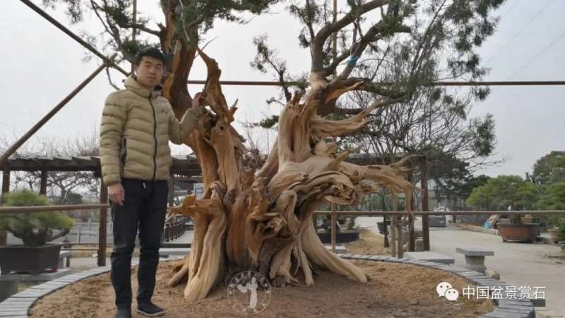 图解 柏树盆景怎么制作舍利干的28个步骤