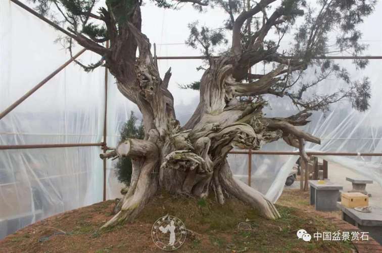 图解 柏树盆景怎么制作舍利干的28个步骤