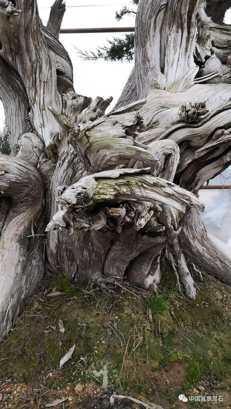 图解 柏树盆景怎么制作舍利干的28个步骤