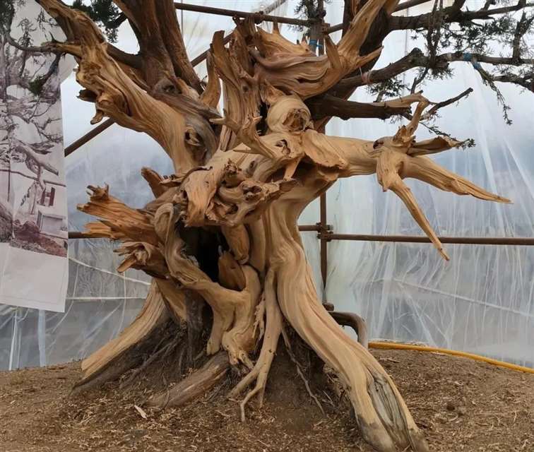 图解 柏树盆景怎么制作舍利干的28个步骤