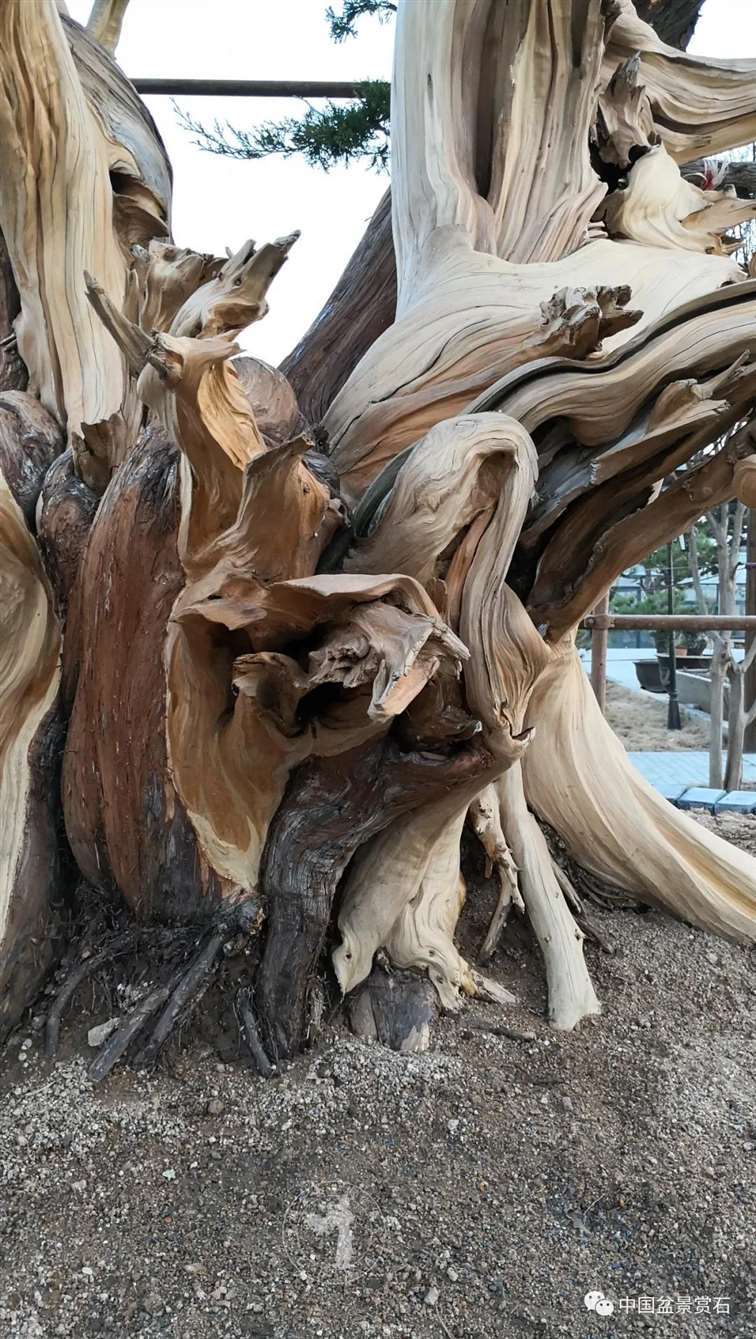 图解 柏树盆景怎么制作舍利干的28个步骤