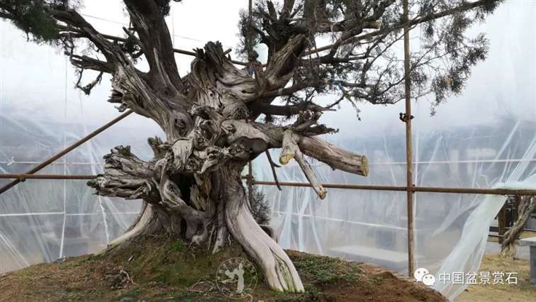 图解 柏树盆景怎么制作舍利干的28个步骤