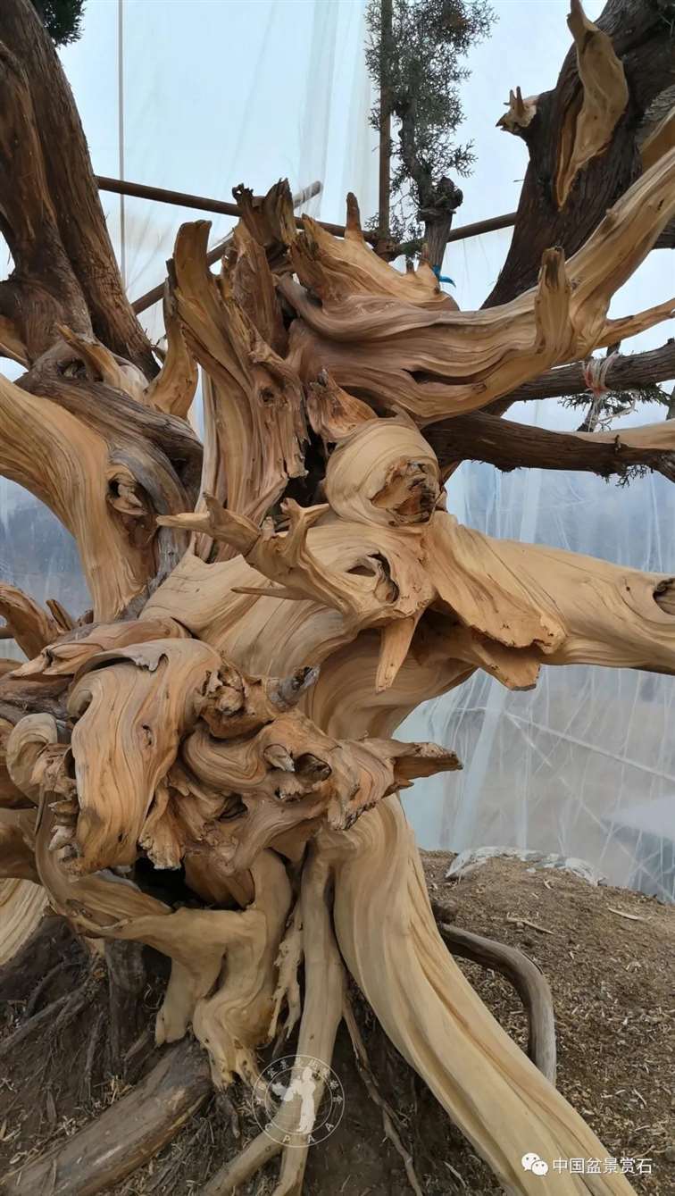 图解 柏树盆景怎么制作舍利干的28个步骤