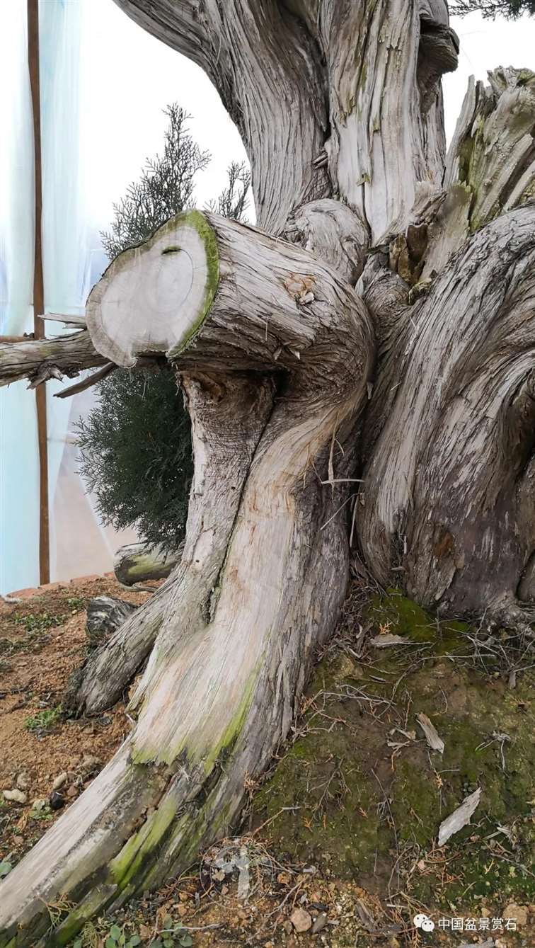 图解 柏树盆景怎么制作舍利干的28个步骤