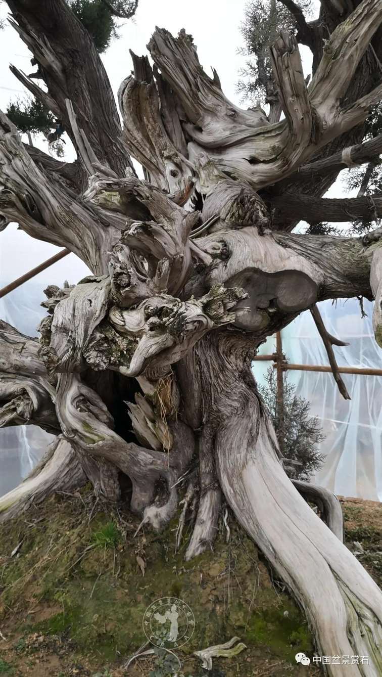 图解 柏树盆景怎么制作舍利干的28个步骤