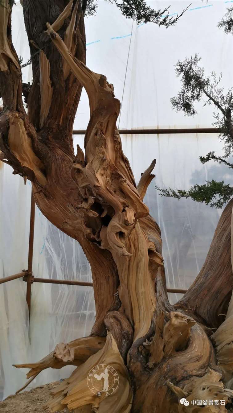 图解 柏树盆景怎么制作舍利干的28个步骤