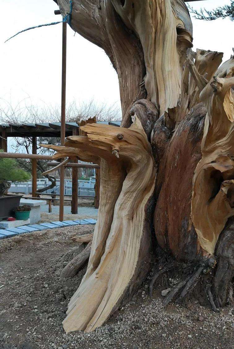 图解 柏树盆景怎么制作舍利干的28个步骤