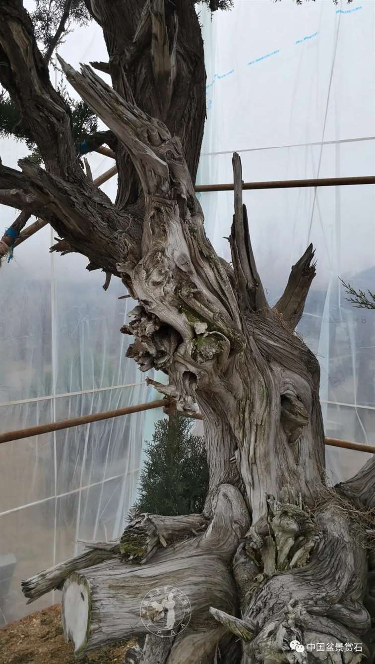 图解 柏树盆景怎么制作舍利干的28个步骤