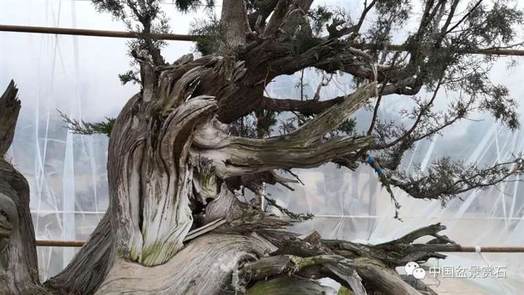 图解 柏树盆景怎么制作舍利干的28个步骤