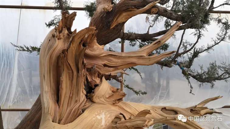 图解 柏树盆景怎么制作舍利干的28个步骤