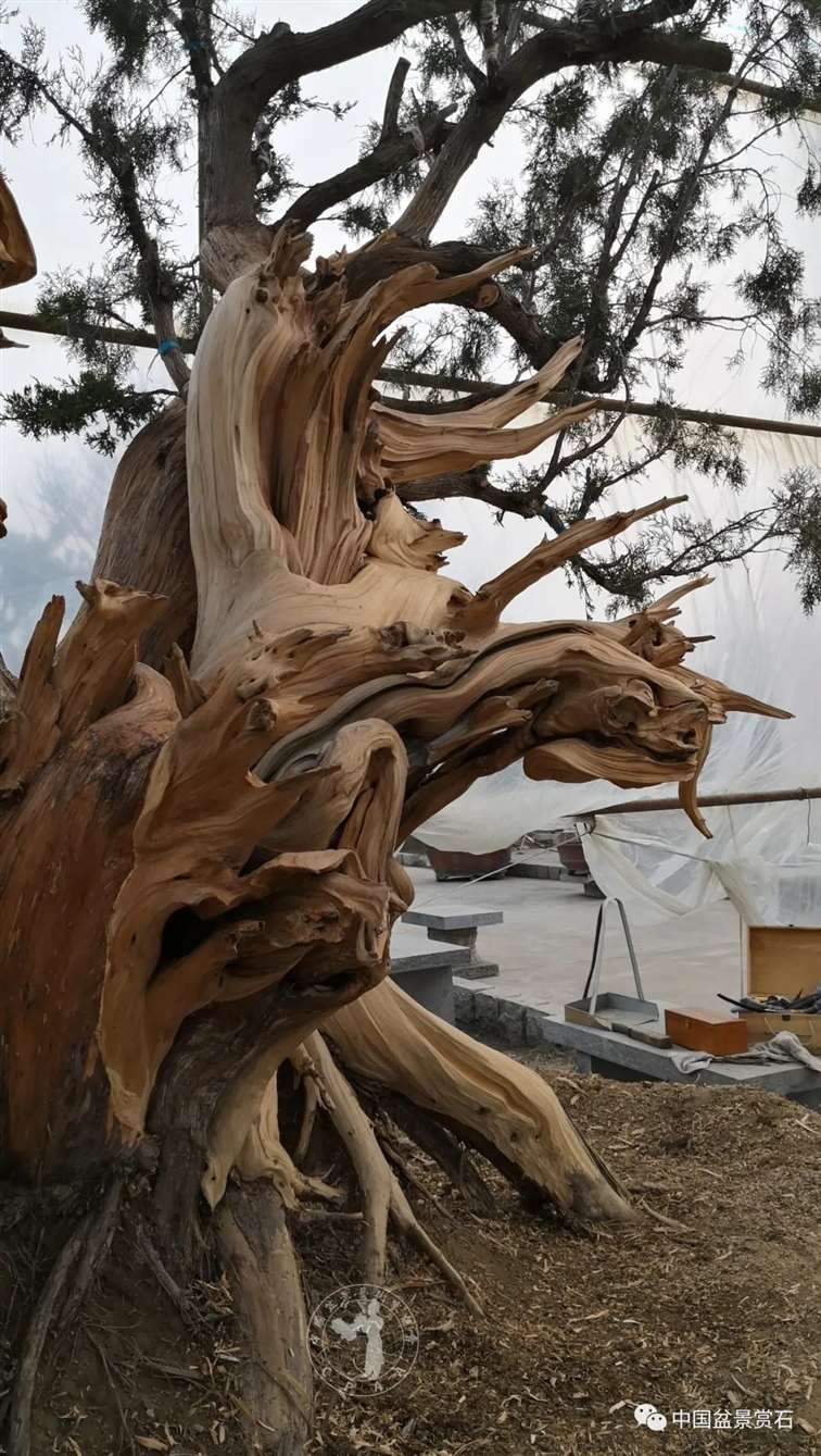 图解 柏树盆景怎么制作舍利干的28个步骤