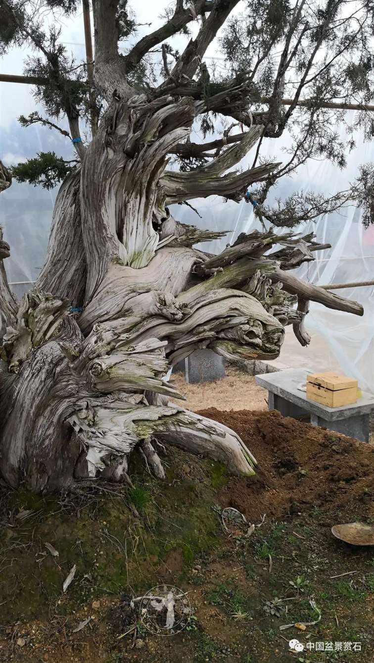 图解 柏树盆景怎么制作舍利干的28个步骤