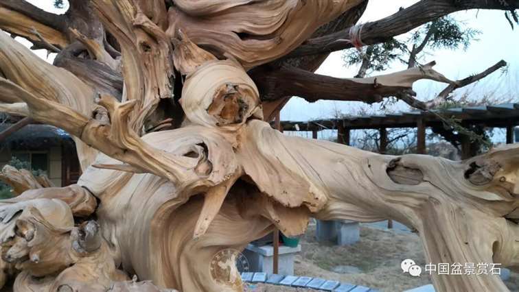 图解 柏树盆景怎么制作舍利干的28个步骤